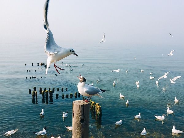 春季手机摄影大赛,摄影有哪些大赛