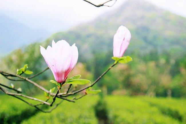 峨眉山一日观金顶日出吃住行攻略,峨眉山吃住行全攻略