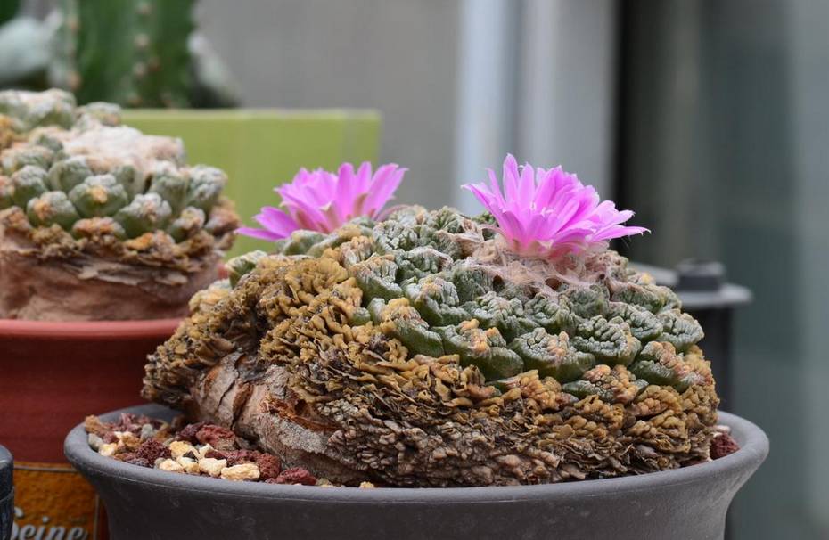 100分试卷考了60分算及格吗,多肉考试