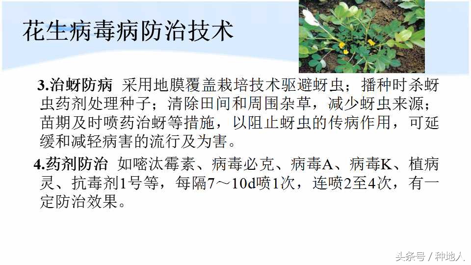 马上开始播种花生,快要种花生了