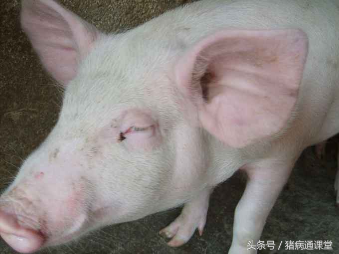 仔猪水肿病综合防治措施有哪些,仔猪水肿病症状及治疗方法