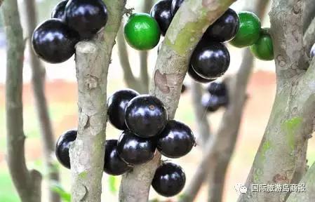 海南你没见过的水果,海南你没有见过的水果