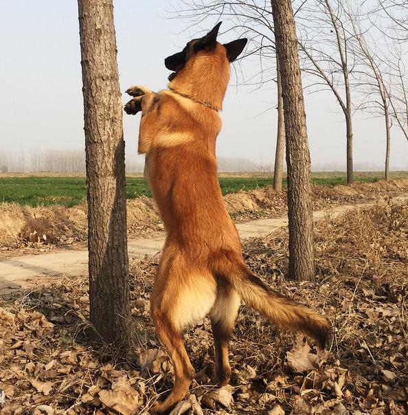 狗狗肠炎拉血最快的治疗方法,如果狗狗拉出血怎么办