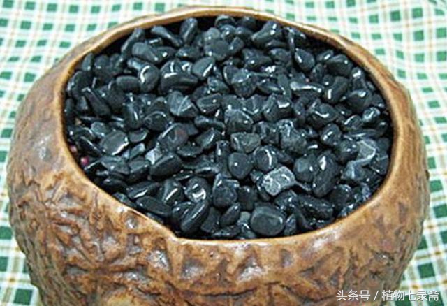 阳台种植柠檬竟然能结这么多,阳台种柠檬种子