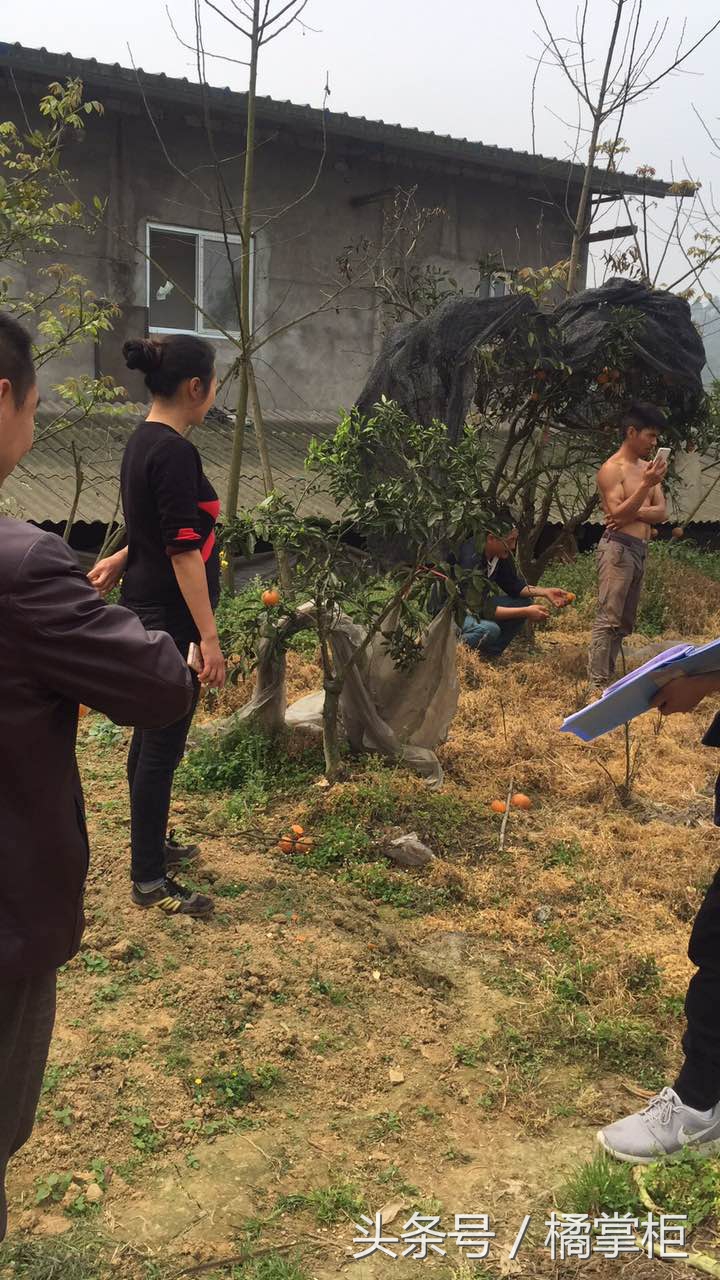 柑橘缺磷究竟怎么办,柑橘叶片缺磷症状图片