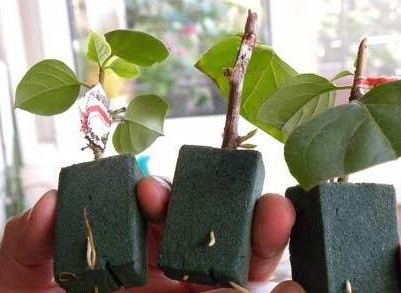 买花卉盆栽的5个要诀,花卉盆栽有哪些养不死