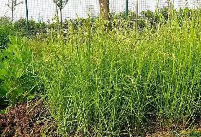 观赏草美景图片大全,观赏草叶