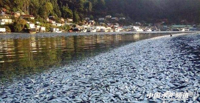 鳀鱼哪里产量高,秘鲁鳀鱼成为世界产量丰富的原因