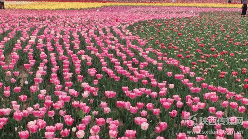 西咸新区泾河新城花展,泾河花博会