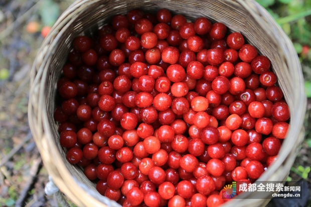 蒲江樱桃节什么时候,樱桃红啦