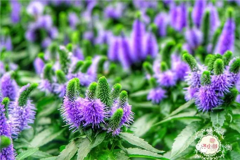 春节旅游新加坡,还能不能春节旅游去新加坡