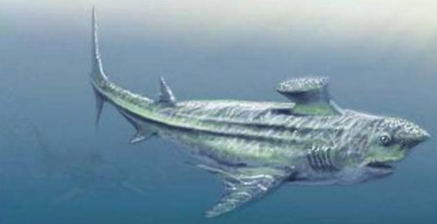 世界上有没有长相奇怪的鲨鱼,所有怪异鲨鱼的视频