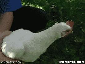 鼻头上的黑头越来越多是什么原因,一夜鼻头长了很多黑头是怎么了