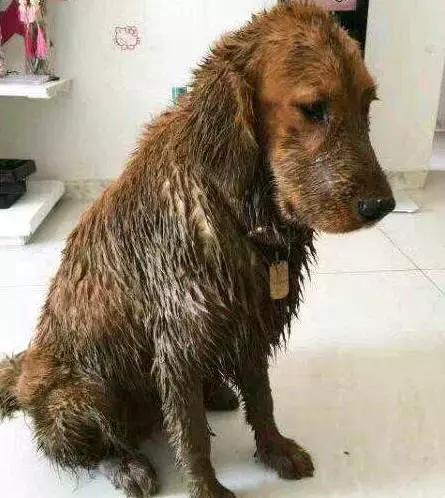 养一条狗真不容易,金毛如果一直长不大就好了