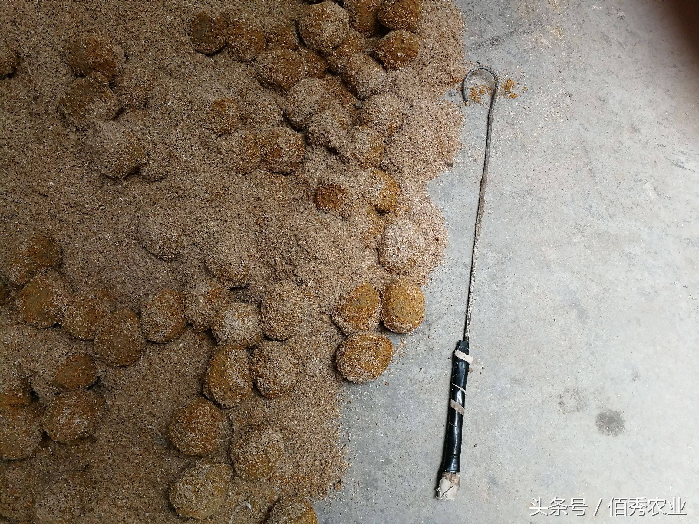 五毛钱一个的变蛋，能治痢疾肚子疼！