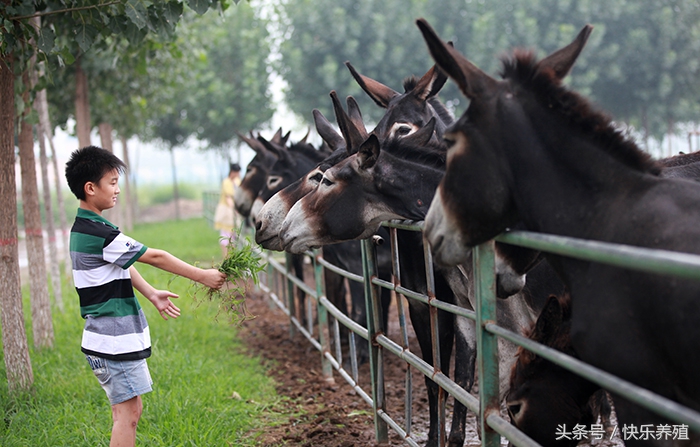 青储饲料怎么养驴,养驴需要饲料添加剂吗