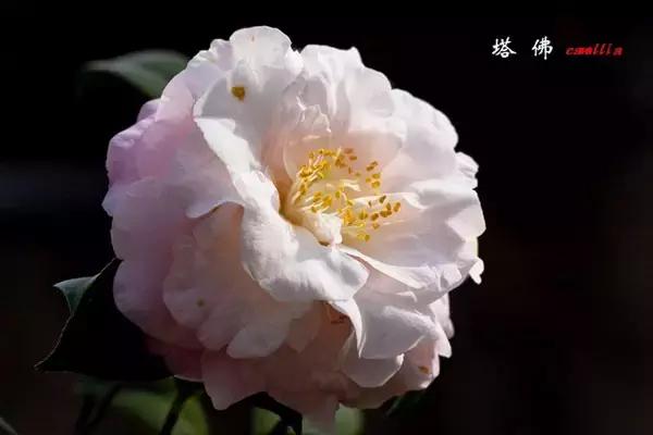 四大名花之山茶,中国百种山茶图片