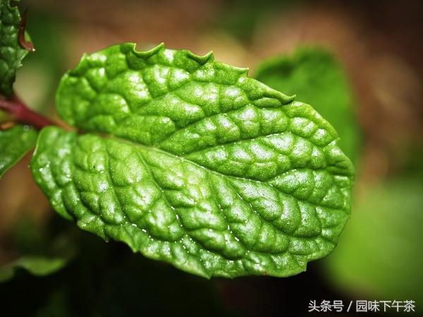 一口薄荷糖,薄荷糖为什么这么多添加剂