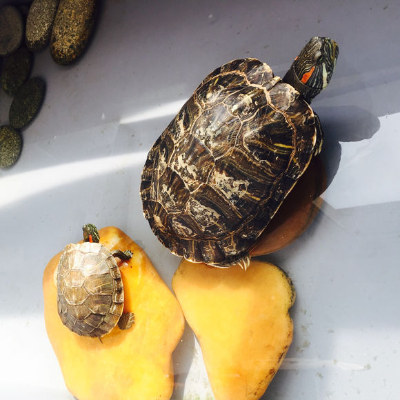 养了两只巴西龟早晨一只就剩空壳,养了七年的巴西龟终于生蛋了