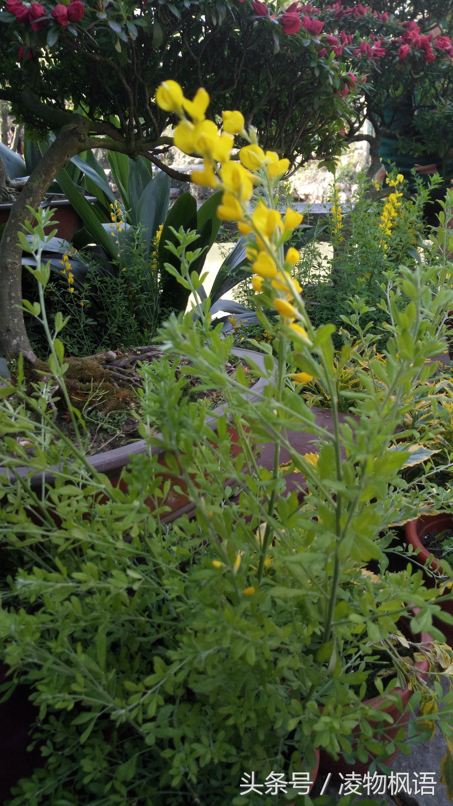 苏州拙政园景点讲解视频大全,苏州拙政园属于哪个区