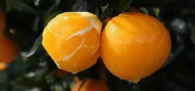 橙中贵族，美味之最：伦晚