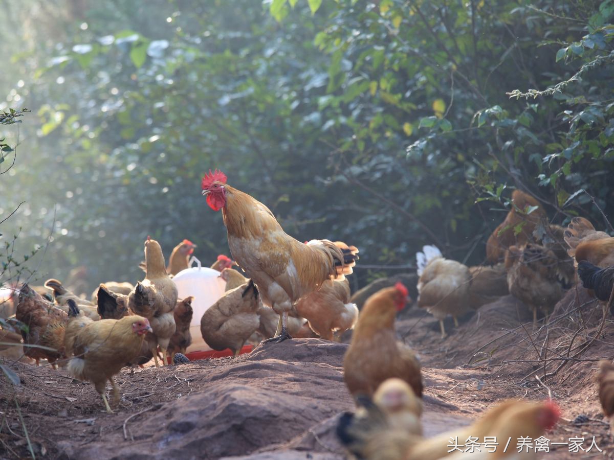养鸡100000只土鸡怎么找销路,土鸡养鸡前景