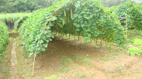 露天苦瓜一亩地最佳种植几棵,种植苦瓜正确的施肥方法是什么
