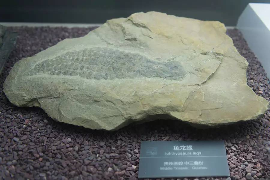 探寻人类的起源之谜,探寻人类祖先的奥秘