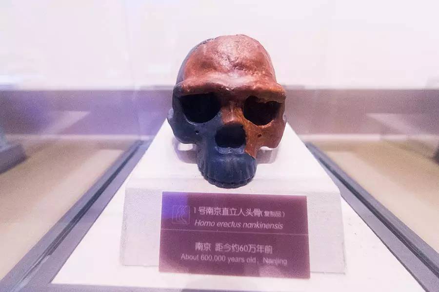 探寻人类的起源之谜,探寻人类祖先的奥秘