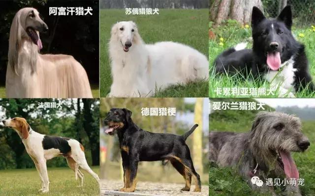 我们走——我们去看皮皮狗~