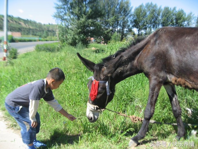 青储饲料怎么养驴,养驴需要饲料添加剂吗