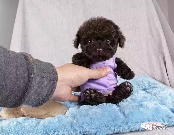 怎样辨别真假泰迪狗狗品种,如何识别泰迪狗的真假