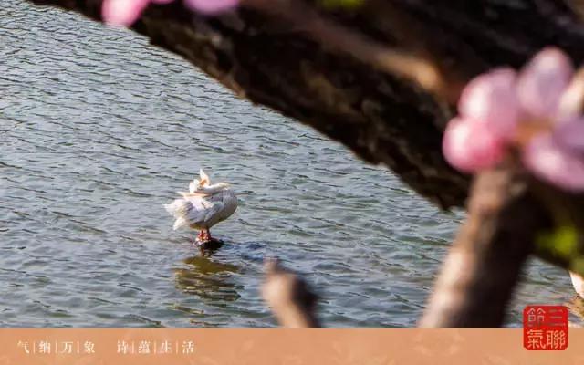 倾听谷雨朗读视频,倾听谷雨古诗朗诵