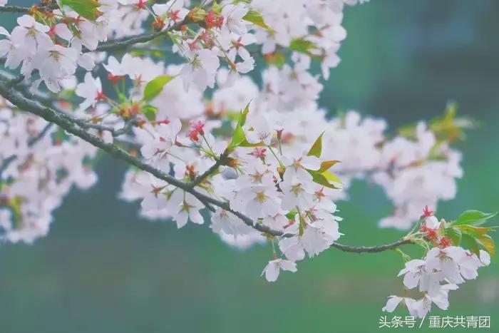 人间最美是初春,人间最美的不过是春天