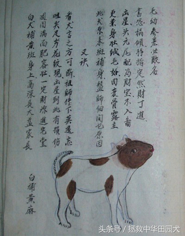 狗的种类大全中华田园犬,真正的中华田园犬是大黑狗