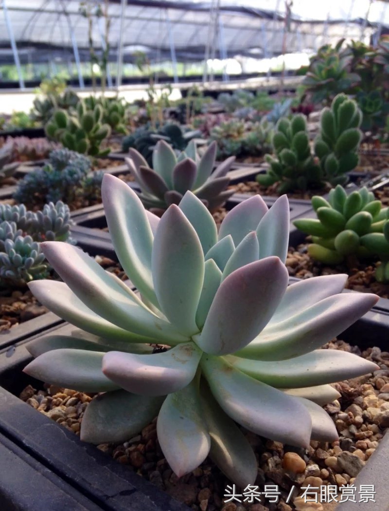 精品多肉颗颗都是韩版欧货老桩让您大呼过瘾