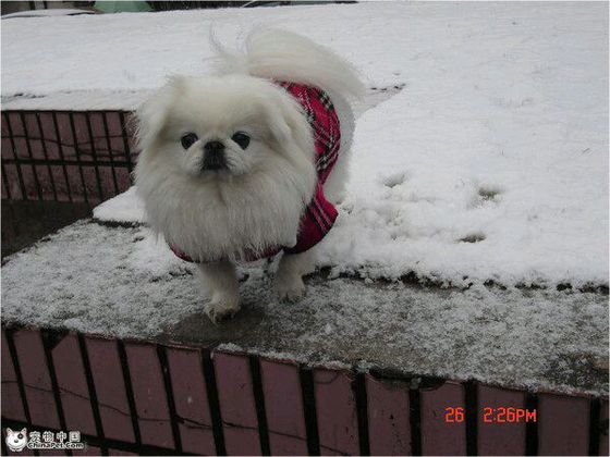 名贵狗狗,黑色名贵狗狗