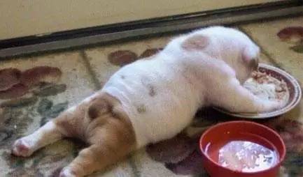 狗狗软便原因分析,五个月的狗狗软便是什么原因