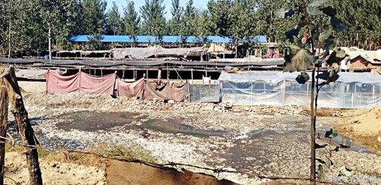 苍蝇对猪场的危害,养殖场苍蝇怎么消灭最有效