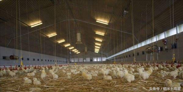 土鸡蛋营养差别不大,土鸡蛋鸭蛋分不清