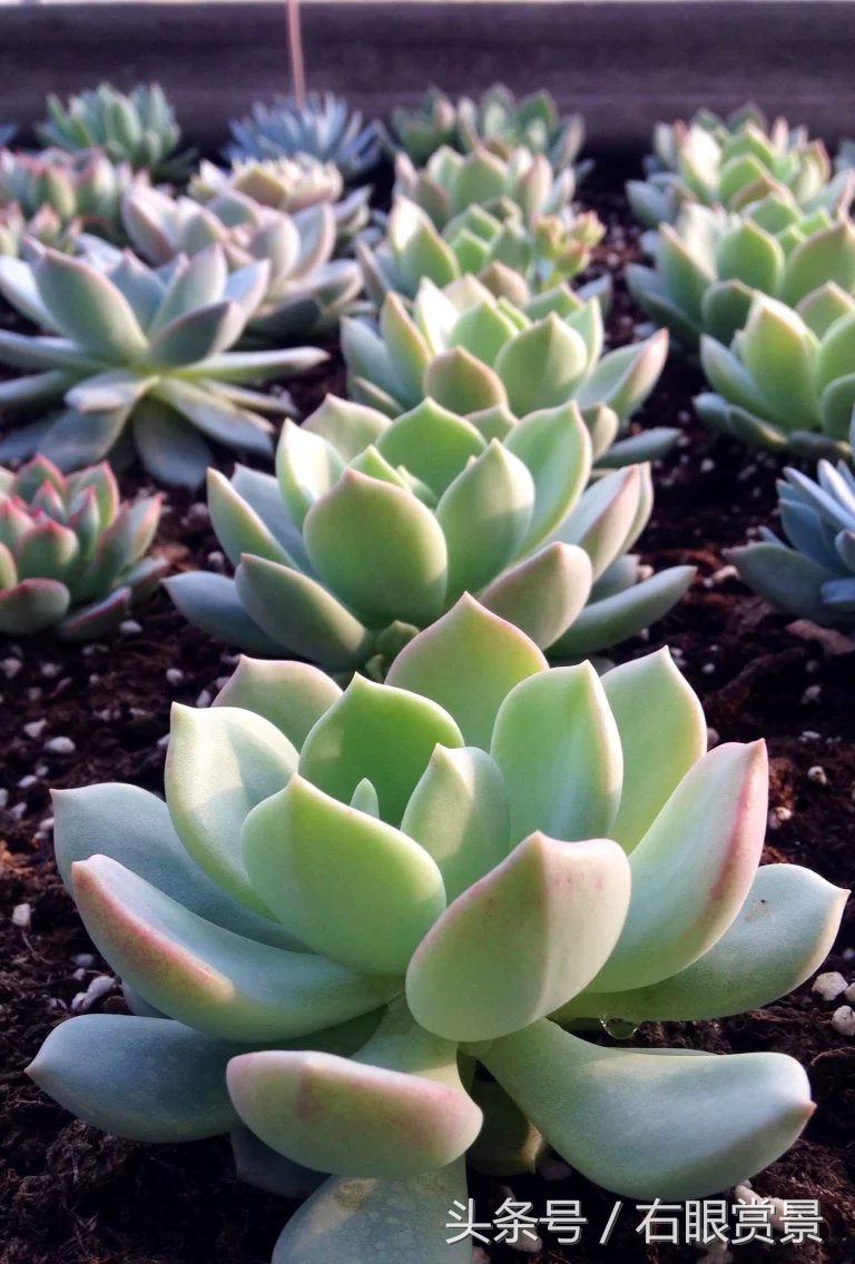 精品多肉颗颗都是韩版欧货老桩让您大呼过瘾