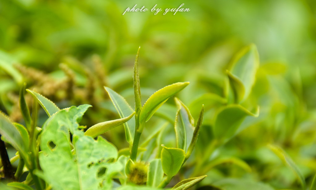 云端上的世外桃源，看看浇灌牛奶和土鸡蛋的有机乌龙茶长成啥样