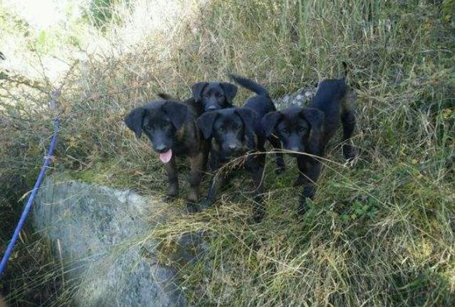 彝族人家的凉山猎犬,凉山赶山狗打猎