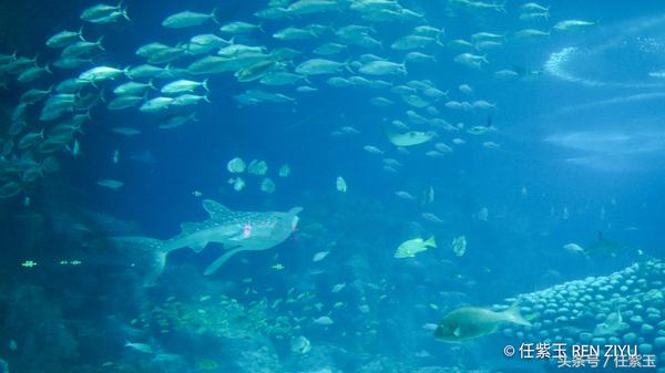 长隆海洋王国亲子游路线,一天游珠海长隆海洋王国亲子攻略