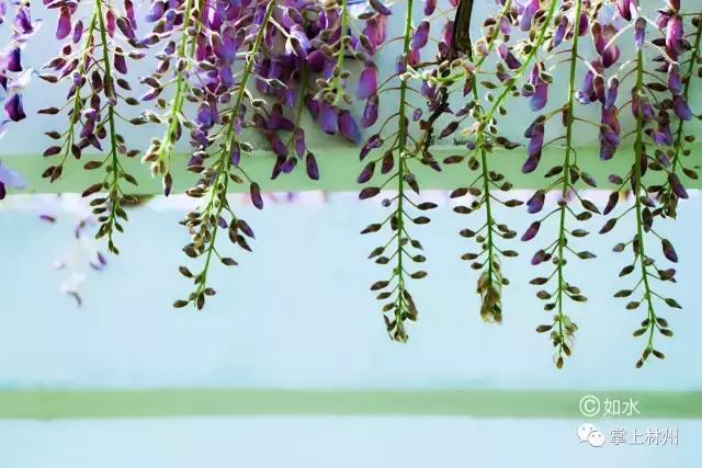 紫藤挂云木，香风留美人——林州龙凤山公园的紫藤花开了！