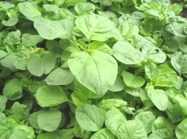 可吃的六种野菜,最有营养的六种野菜