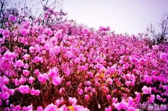 大连杜鹃花海景区,庄河歇马山杜鹃花