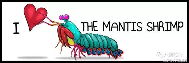 丹东腌制皮皮虾濑尿虾,濑尿虾好吃还是皮皮虾好吃