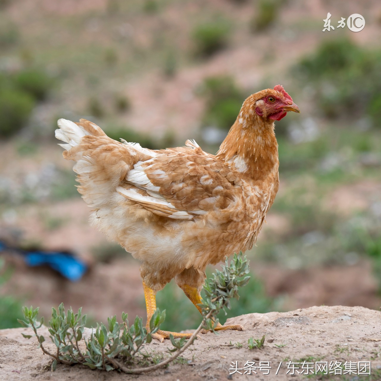 鸡舍消毒操作方法,养鸡场鸡舍用什么消毒