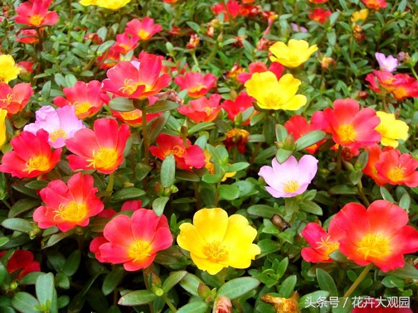 盘点哪些优美的花又不常见,盘点那些不好看的花